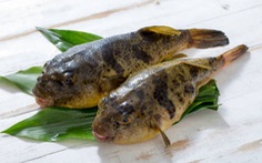 Các loài cá có thể gây ngộ độc nếu ăn quá nhiều