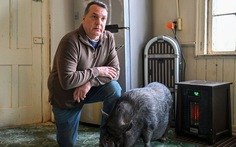 Người đàn ông Mỹ bị kiện vì nuôi lợn trong nhà