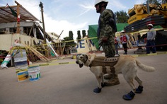 Chó cứu hộ trở thành anh hùng sau động đất Mexico