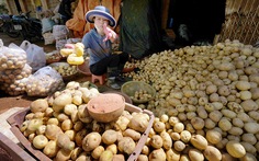 Thâm nhập “xưởng” làm giả khoai tây Trung Quốc thành Đà Lạt