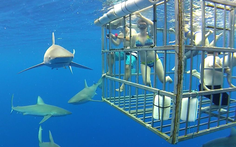 Đi Australia ngủ cùng động vật, bơi cùng cá mập