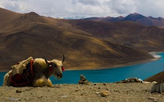 Nếu bạn từng 'lên voi xuống chó', sẽ thấy nhân tình thế thái vô thường ở Tây Tạng