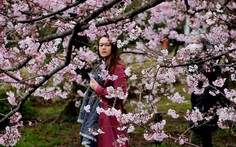 Khi anh đào nở vào mùa thu