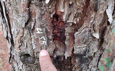 Ngăn chặn tình trạng đầu độc, bức hại cây xanh