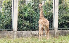 Gia đình hươu cao cổ ở Thảo cầm viên Sài Gòn có thêm thành viên mới