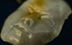 Vật liệu 'siêu đàn hồi' có thay đổi hình dạng theo nhiệt độ