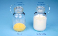 Những lợi ích của sữa non
