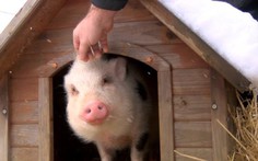 Chú heo đốm Việt Nam bị người nhận nuôi ăn thịt lên báo Canada