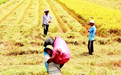 Định vị thương hiệu gạo Việt