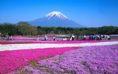 7 nơi ngắm hoa mùa xuân đẹp ngất ngây