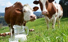 Sữa bò cho trẻ em - dùng thế nào cho hợp lý?