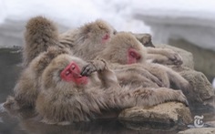 Tại sao chỉ có khỉ tuyết ở Nagano tắm suối nước nóng?