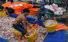 Hàng trăm tấn cá chết trắng bè, dân La Ngà khóc ròng