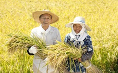 Người Nhật dùng dầu gạo để bảo vệ sức khỏe tim mạch