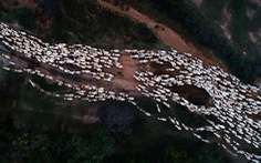 'Đàn cừu trở về' ở Ninh Thuận nổi bật trên National Geographic