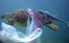 Nhiều rác thải nhựa trong dạ dày một con rùa xanh tại Thái Lan