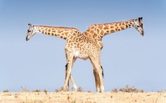 Ảnh thiên nhiên đẹp ngẩn ngơ từ cuộc thi ảnh du lịch NatGeo