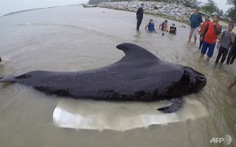 Cá voi thiệt mạng vì nuốt 80 túi nhựa ở Thái Lan