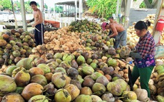 Trung Quốc ngưng mua, giá dừa từ 175.000 đồng còn 40.000/chục
