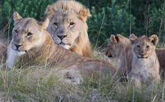 Định cắt sừng tê giác, 3 tên săn trộm bị sư tử ăn thịt