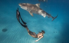 Làm gì để sống sót khi đang bơi gặp cá mập?