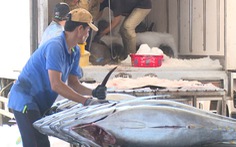 Giá tôm đang tăng trở lại, cá ngừ tiếp tục rớt giá