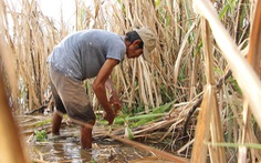 Nông dân ĐBSCL 'sống dở chết dở' với cây mía vì đường lậu