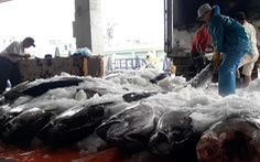 Hàng trăm tấn cá ồ ạt cập cảng Quy Nhơn sau bão số 6