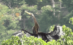 Video: Phát hiện hàng trăm con chim cổ rắn quý hiếm tại Đồng Nai