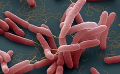Bệnh nhi mắc vi khuẩn 'ăn thịt người' tử vong