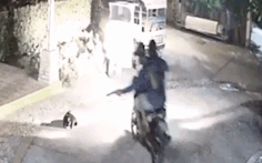 Video: Liều lĩnh vô tận nhà hàng dùng súng điện bắn trộm chó