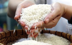 'Loạn' giống lúa dỏm - Kỳ 3: Phải bảo vệ danh tiếng gạo Việt Nam