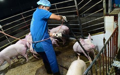 Luật mới từ 1-1-2020: Phải đối xử nhân đạo với vật nuôi