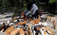 Bà nội trợ xây mái ấm cho 250 con mèo bị bỏ rơi