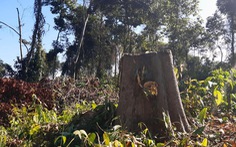 Khu bảo tồn cho phá rừng tự nhiên để… trồng dược liệu?