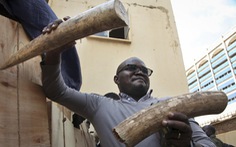 Uganda bắt hai người Việt buôn lậu ngà voi trị giá hơn 2 triệu đô