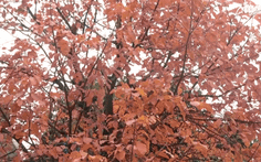 Ngắm Hà Nội mùa cây thay lá