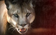 'Võ Tòng' Mỹ kẹp cổ hạ gục con báo sư tử