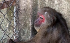 Giao 6 con khỉ quý hiếm cho cơ sở bảo vệ động vật hoang dã