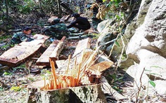 Hoàn chỉnh hồ sơ khởi tố hình sự vụ phá rừng Phong Nha - Kẻ Bàng