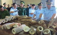 Bắt giữ 9,1 tấn nghi là ngà voi ở cảng Tiên Sa