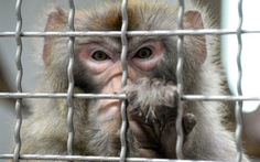 Trung Quốc dùng gen não người cấy vào não khỉ dấy lên tranh luận