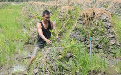 Ồ ạt trồng mít Thái ở đồng bằng sông Cửu Long