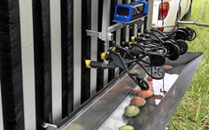 Úc thử nghiệm robot hái xoài đầu tiên trên thế giới