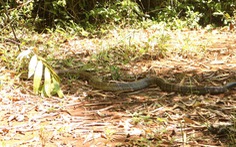 Cặp rắn hổ mây ‘khủng’ đã về rừng Đồng Nai