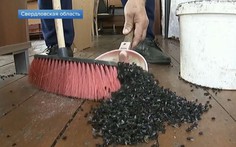 Dân miền núi Nga khốn đốn vì ruồi phủ kín bầu trời
