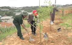 Đà Lạt trồng thêm 500 cây mai anh đào