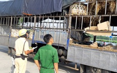 Xe chở heo vi phạm 'lọt' qua 6 tỉnh, bị chặn đứng ở cửa ngõ Sài Gòn