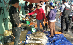 Cá tầm Lâm Đồng ồ ạt bán rẻ bên đường phố Sài Gòn