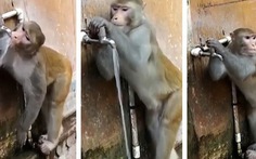 Chú khỉ dễ thương biết khóa vòi nước sau khi uống